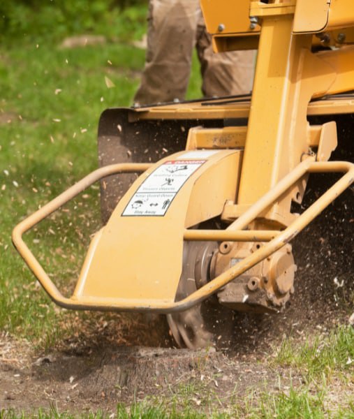 This is a photo of stump grinding being carried out in Rye. All works are being undertaken by Rye Tree Surgeons