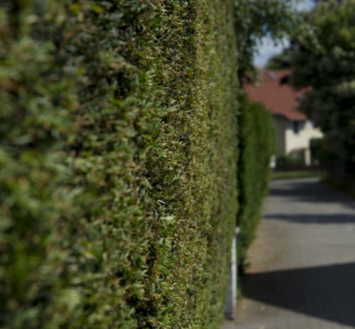 This is a photo of a hedge that has just been cut in Rye. All works are being undertaken by Rye Tree Surgeons