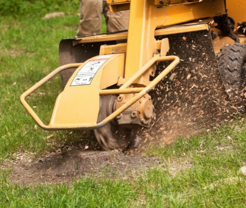 This is a photo of stump grinding being carried out in Rye. All works are being undertaken by Rye Tree Surgeons