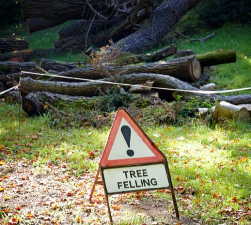 This is a photo of tree felling being carried out in Rye. All works are being undertaken by Rye Tree Surgeons