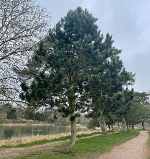 This is a photo of a Tree in Rye that has recently had crown reduction carried out. Works were undertaken by Rye Tree Surgeons