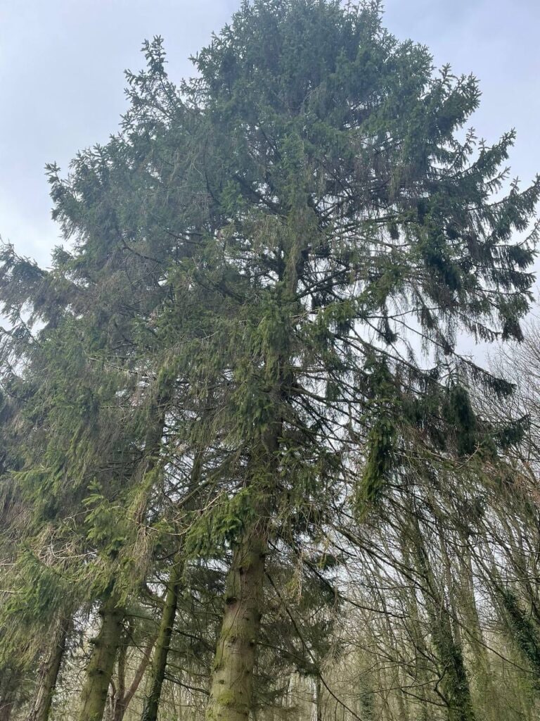 This is a photo of tree felling being crowned in Rye. All works are being undertaken by Rye Tree Surgeons